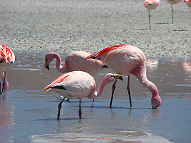 oáza ivota uprosted pustiny